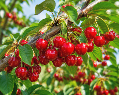 Grow Your Own Sweet Cherry🍒 Tree — Premium Live Seeds