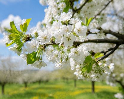 Grow Your Own Sweet Cherry🍒 Tree — Premium Live Seeds