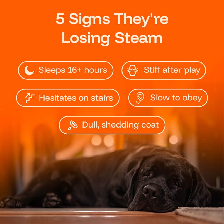 Healthy Pet Drops
